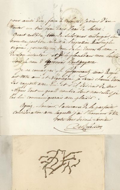 Autograph letter signed to Pierre Hippolyte Boutigny, accompanied by watercolor sketch of an alga