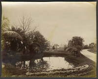 image of Botanic Gardens Sydney. Albumen photograph