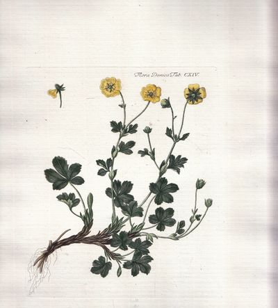 Flora Danica. Planche nr. CXIV