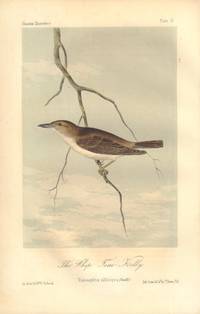 image of The Whip- Tom- Kelly: Vireosylvia altiloqua