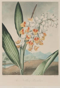 image of The Nodding Renealmia