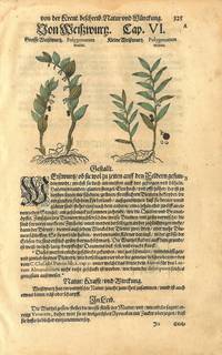 På arkets verso : Gravmyrt. Vinca pervinca.