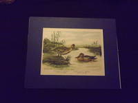 Naturgeschichte der Vogel Mitteleuropas…