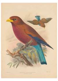 cover of Reproducción/Reproduction 48706087863: A monograph of the Coraciidae, or family of the rollers.. Kent,The author,1893..