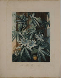 image of The Blue Passion Flower. Mezzotint