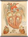 Anatomical Chart: The Healthy Heart