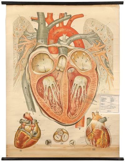 Anatomical Chart: The Healthy Heart