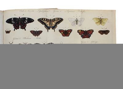 The Genera Insectorum of Linnaeus exemplified by various Specimens of English Insects drawn from Nature (engraved title) - Les Genres des Insectes de Linné; constatés par divers Échantillons D'Insectes D'Angleterre, copiés d'apres Nature (printed t... (photo 4)