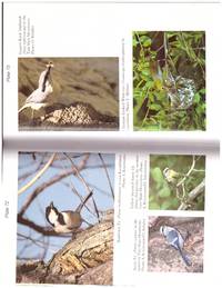 image of BIRDS OF RUSSIA.. .