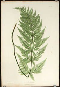 cover of Lastrea dilatata glanulosa.