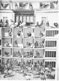Pigeons for pleasure and profit : a complete guide to pigeon raising. [Pigeons in history; Breeds...