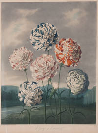 image of A Group of Carnations