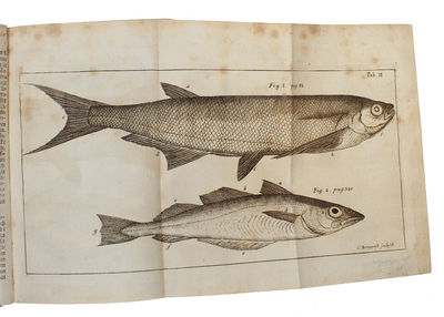 Skånska Resa, På Höga Öfwerhetens Befallning Förrättad År 1749. Med Rön och Anmärkningar Uti Oeconomien, Naturalier, Antiquiteter, Seder, Lefnads-sätt. Med Tilhörige Figurer. (photo 4)