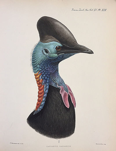 “A monograph of the genus Casuarius.” (with) “A dissertation on the morphology and phylogeny of the Palaeognathae (Ratitae and Crypturi) and Neognathae (Carinatae).” From Transactions of the Zoological Society, Vol. XV, Part V., No. 1