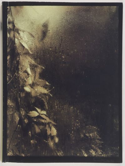 Ruze pro Josefa Sudka 1896–1976 (A Rose for Josef Sudek 1896–1976)
