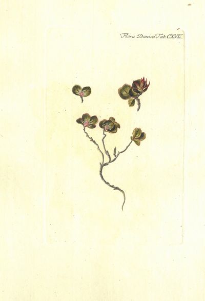 Plansje CXVII fra Flora Danica. Andre hefte.