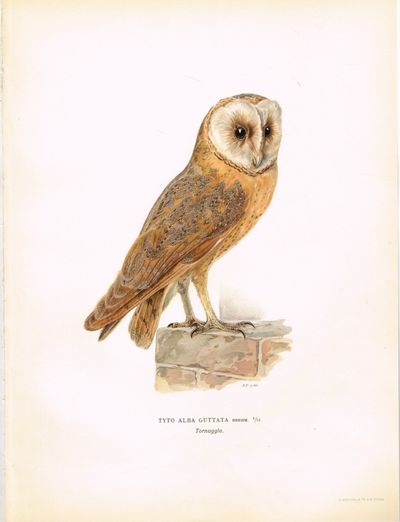 Tyto alba guttata. Tornuggla (Tårnugle). Fra…