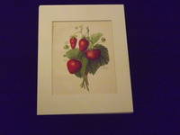 The Fruit Grower's Guide: Strawberries.