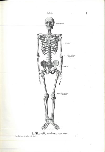 Handatlas der anatomie des menschen von Werner…