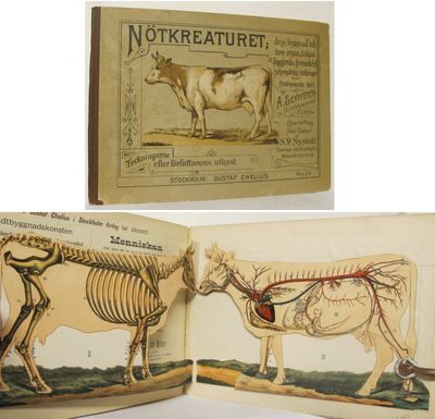 Nötkreaturet, dess byggnad och inre organ.…