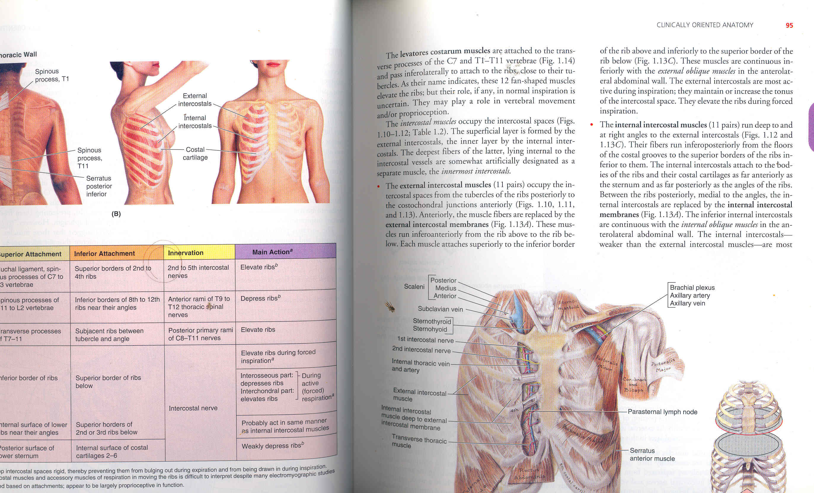 Clinically oriented anatomy. [Thorax -- Abdomen -- Pelvis and 