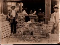 [Japanese-Americana – Southern California – Labor History – Women] Unknown Photographer Ten Photographs of Japanese Immigrants and Laborers in California in the Early 1900s