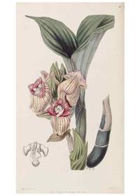 cover of Reproducción/Reproduction 8407957961: Edwards's botanical register.. London :James Ridgway,1829-1847.