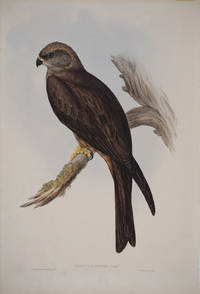 image of Milvus Affinis. Australian Kite