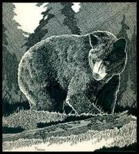 image of BLACK BEAR