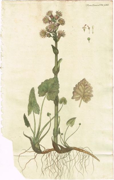 Tab. LXI. Tussilago frigida (Fjellpestrot). Utg.…