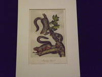 image of Quadrupeds of North America: Migratory Squirrel.