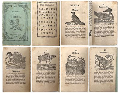 A History of Birds