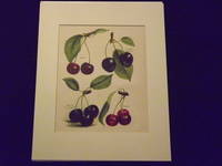 The Fruit Grower's Guide: Cherries.