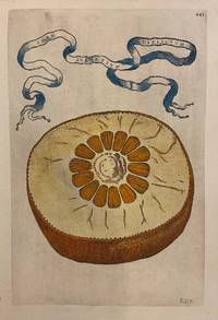 Idem Aurantium Dissectum