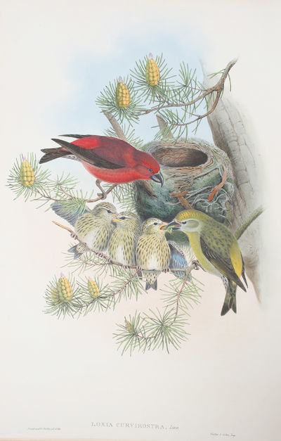 Loxia Curvirostra, Linn. Common Crossbill.