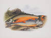 British Fresh-Water Fishes.