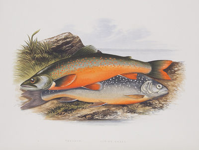 British Fresh-Water Fishes.
