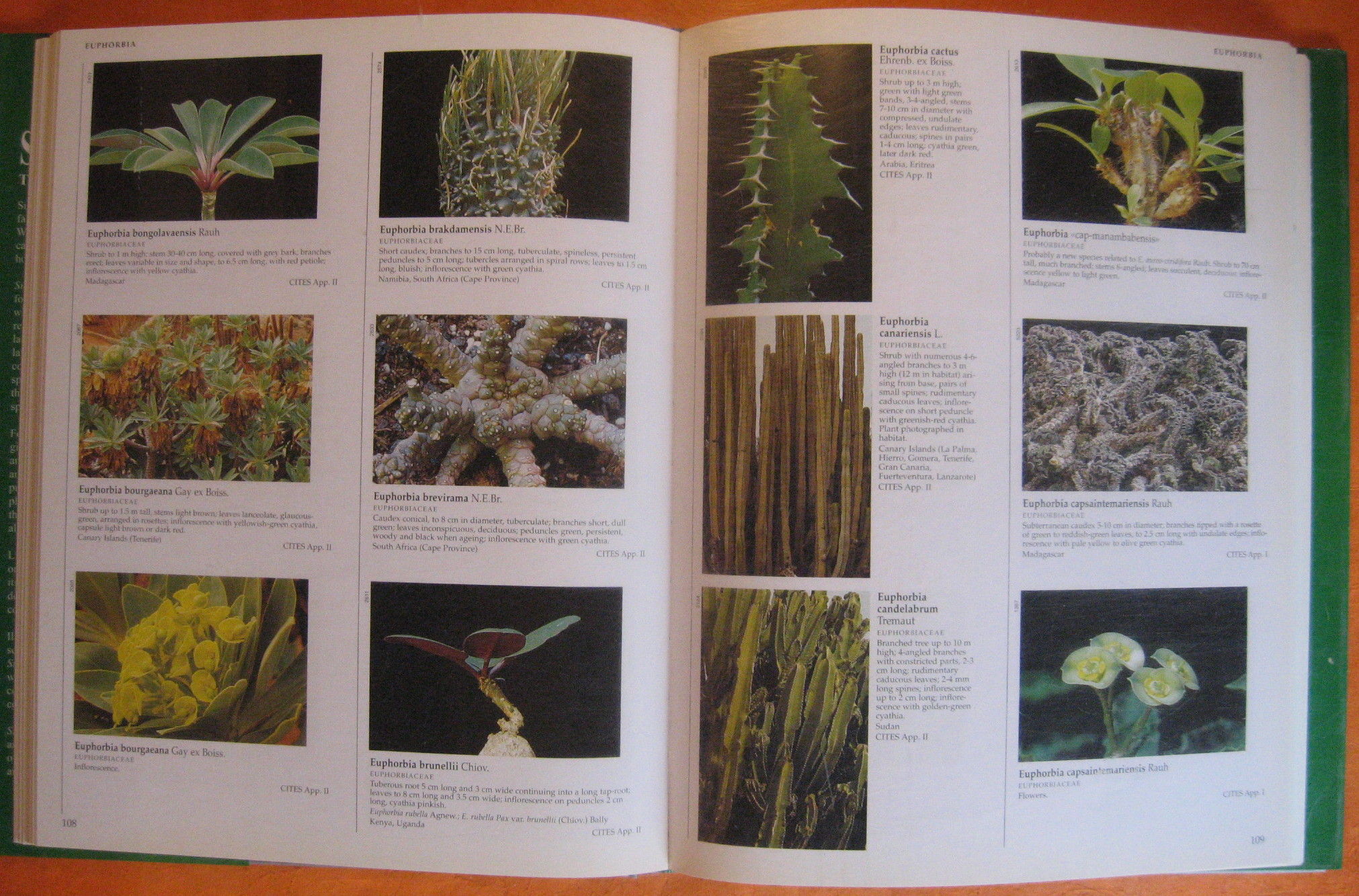 Succulents The Illustrated Dictionary 【公式通販】