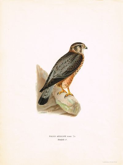 Falco Aesalon. Stenfalk. (Dvergfalk). Fra Svenska…