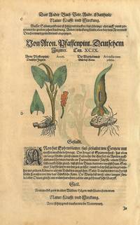 Von Aron. Pfaffenpint. Deutschem Ingwer. (Tysk ingefær). På arkets verso : Myrkongle