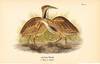 Bird print - American Bittern (2 birds) - Plate 5 - from Report on the Birds of Pennsylvania