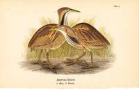 Bird print - American Bittern (2 birds) - Plate 5 - from Report on the Birds of Pennsylvania
