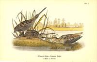 Bird print - Wilson's Snipe - Common Snipe (3 birds) - Plate 9 - from Report on the Birds of Pennsylvania