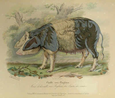 Histoire Naturelle-Agricole des Animaux Domestiques de l'Europe publiée par les Fondateurs du Moniteur de la Propriété et de L'Agriculture. Races de la Grande- Bretagne. D'apres les tableaux exécutés par M. Shiels, de l'Academie royale d'Ecosse... - [CATTLE- AND PIG-BREEDING] (photo 2)