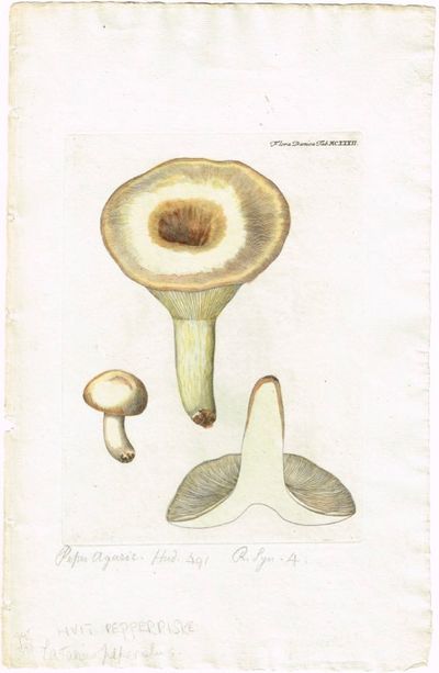 Tab. MCXXXII. Lactarius piperatus (Hvit…