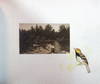 Memory Album - Phililp Bethel Boude -...; (photo 14)
