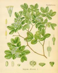 Zygophyllaceae. Guajacum officinale L