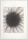View Image 3 of 3 for The Voice Of The Print Inventory #208168