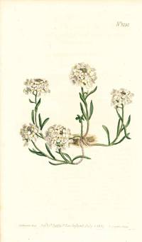 Plate No. 1030 - Iberis Ciliata. Ciliate-Leaved Candytuft - from Curtis's Botanical Magazine, Volume XXVI (botanical print)