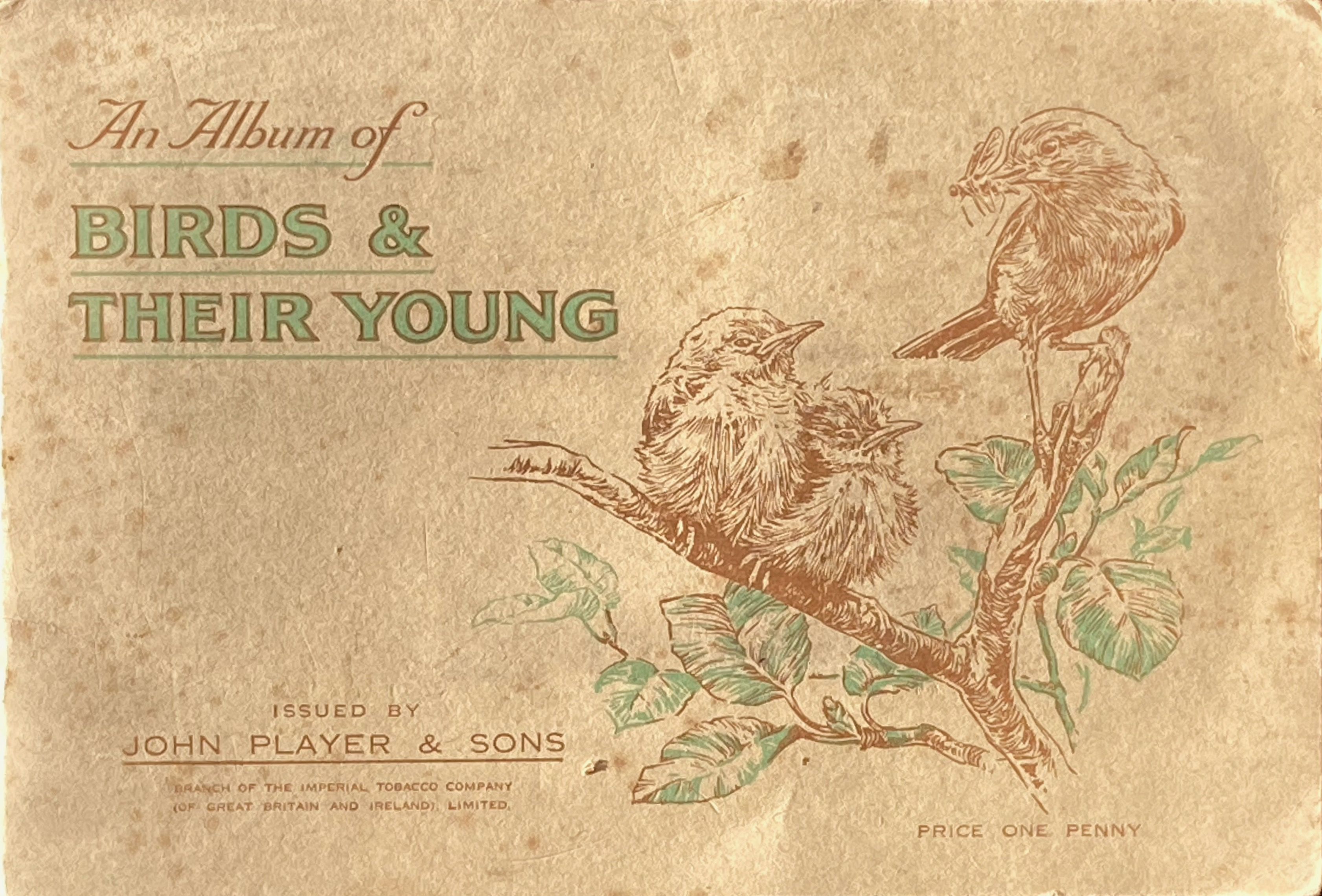 An album of birds and their young